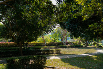 tropical garden with palm trees