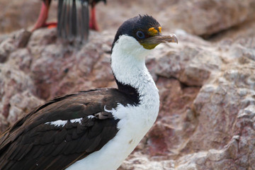 Medium close-up of imperial cormorant in a cormorant colony.
