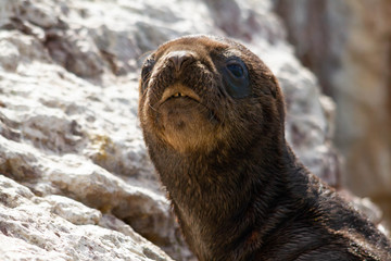 Close-up of a Sea Lion Infant in the Lion Colony during the month of January.