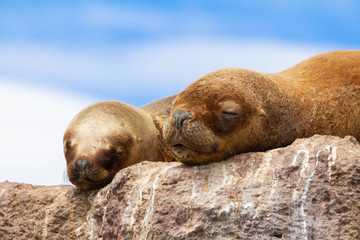 Female of sea lions resting on a stone