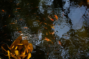 fish in little water