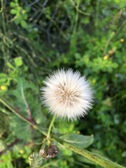 dandelion seed head