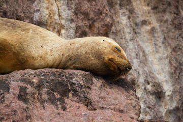 Female of sea lion resting on a stone