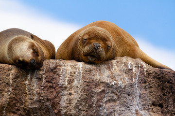 Tow Females of sea lions resting on a stone