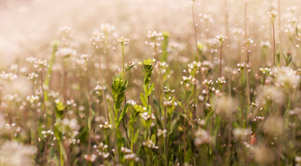 Closeup of flower plants from below, banner for website, panorama of nature