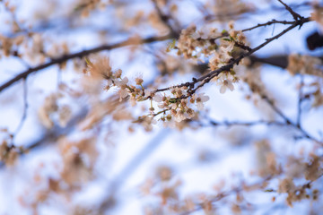 Branches of a blossoming fruit tree on a spring sunny day