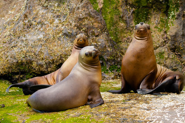 Three female sea lion conversing