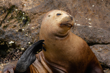 Female sea lion scratching her neck