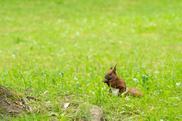 Beautiful photo of a red squirrel (Sciurus vulgaris) standing in the green grass and eating seeds. Photo with small depth of field. Beautiful background photo.