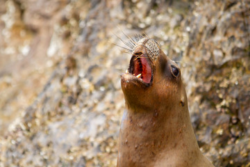 Female sea lion calling her calf