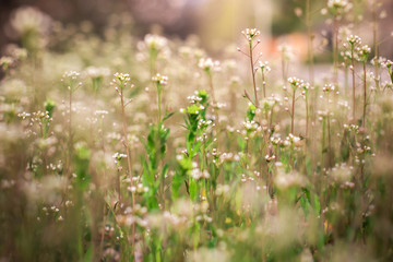 Closeup of flower plants from below, banner for website, panorama of nature