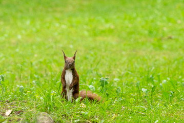Beautiful photo of a red squirrel (Sciurus vulgaris) standing in the green grass. Photo with small depth of field. Beautiful background photo.