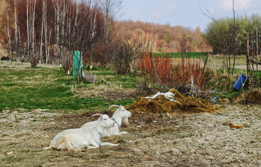 Goats © Tomek