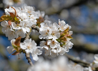Blühender Kirschbaum, Prunus avium, im Frühling