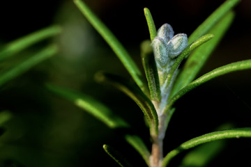 Herbs, rosemary