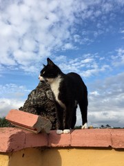 cat on a roof