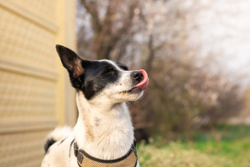 Basenji dog licks waiting for a command sitting near a private courtyard in flowers
