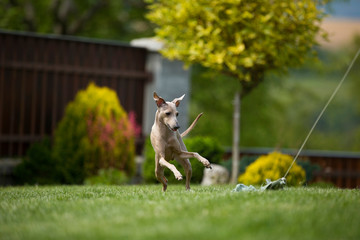 Brown dog Italian Greyhound playing and jumping in garden with green grass