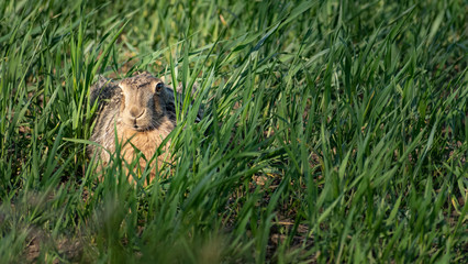 Rabbit in the grass on a windy day