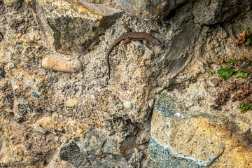 a lizard on the wall