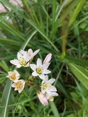 white flowers in the garden