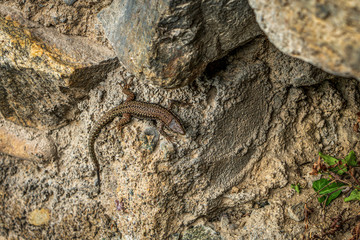 a lizard on the wall