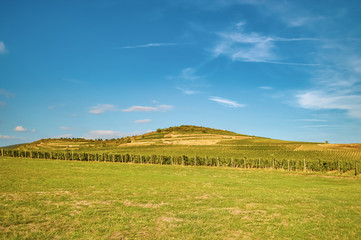 Fototapeta na wymiar Vineyard landscape on a hill, blue sky and green grass
