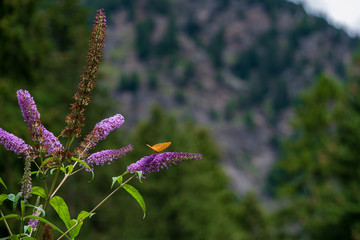 Butterfly in mountains, Italy Dolomites.