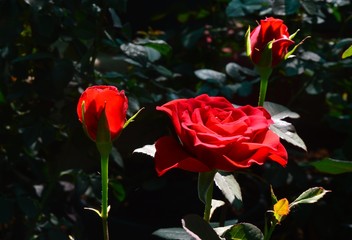 red roses in a garden