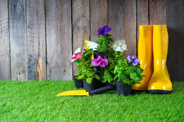 Artificial grass. Horticulture background with petunias flowers, shovel and rain boots.