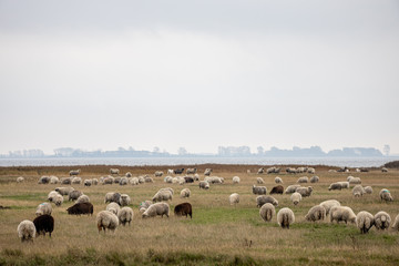 Hiddensee, Germany, 10-18-2019, Hiddensee Island in the Western Pomerania Lagoon Area/ sheeps on the Gellen