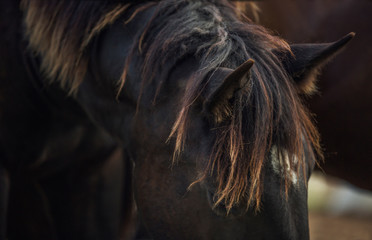 wild brown horse detail photo of ears and mane 