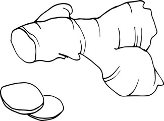 Hands drawing sketchy ginger illustration vegetable art vector cooking line food graphic ingredient recipe raw design plant healthy icon vitamin