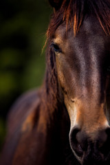 half wild horse Norik Muransky type living in Slovakian national park Muranska planing, cold...