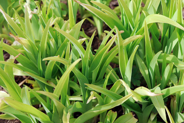 Leaves of daylily in the early spring. Sprout of daylily. Spring time