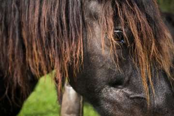 half wild horse Norik Muransky type living in Slovakian national park Muranska planing, cold blooded brown horse portrait, horse eyes portrait