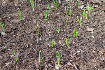 Young green garlic growing. Young garlic plants. Seedlings. Gadening.Sprouts of garlic. Organic and healthy food