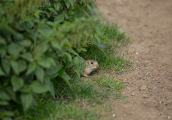 ground squirrel looking around and eating biscuit in green background, ground squirrel in nature, black eyes, small animal, rodent, rodent eating, animal eating