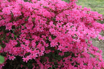paysage du jardin au printemps  azalée rose 