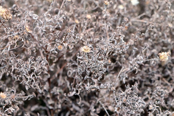 Dried aster flowers in the early spring. Michaelmas daisy. Field of aster