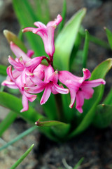 Pink and purple hyacinth in the early sping. Spring flowers. Hyacinth flower