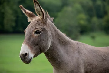 Tuinposter grey donkey on green background, big ears, nature photography, animal photo, green background  © Helga