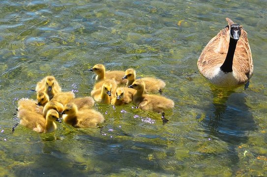 High Angle View Of Canada Goose With Goslings Swimming On Lake © hal elledge/EyeEm