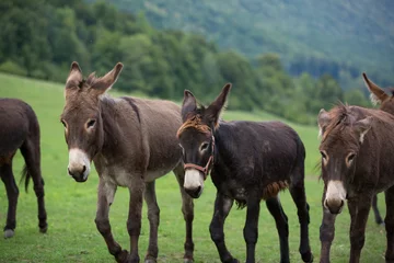 Rollo grey donkey on green background, big ears, nature photography, animal photo, green background  © Helga