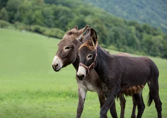 Fotobehang grey donkey on green background, big ears, nature photography, animal photo, green background  © Helga