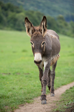 grey donkey on green background, big ears, nature photography, animal photo, green background 