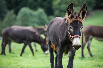 Muurstickers grijze ezel op groene achtergrond, grote oren, natuurfotografie, dierenfoto, groene achtergrond © Helga