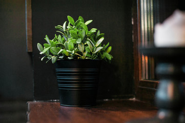 green plant in a pot