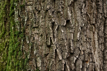 Naklejka premium A part of old tree stem, covered with brown bark and green moss in forest woods in winter. Bare tree. Natural texture background