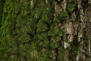 Green moss at the northern bottom of tree stem in forest woods park. Natural background. Moss...